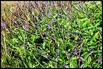 Plants with blue flowers, Garden Key. Dry Tortugas National Park, Florida, USA.