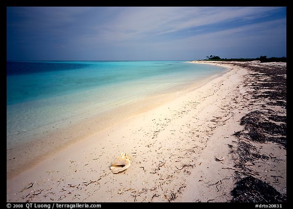 Tropical beach on Bush Key with conch shell and beached seaweed. Dry Tortugas National Park, Florida, USA.