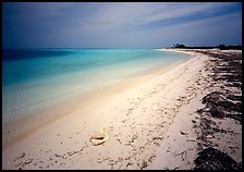 Tropical beach on Bush Key with conch shell and beached seaweed. Dry Tortugas National Park, Florida, USA.