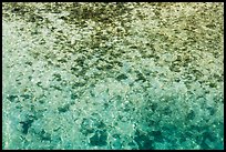 Close-up of reef and sand from above. Dry Tortugas National Park ( color)