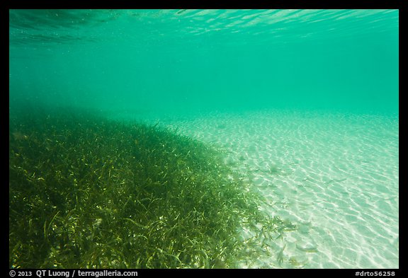 Underwater view of seagrass and sand, Garden Key. Dry Tortugas National Park (color)