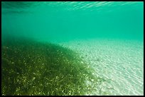 Underwater view of seagrass and sand, Garden Key. Dry Tortugas National Park, Florida, USA. (color)