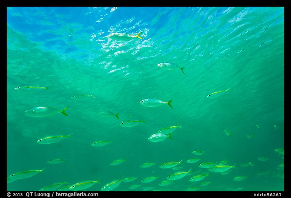 School of Blue Runner, Garden Key. Dry Tortugas National Park (color)