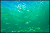 School of Blue Runner, Garden Key. Dry Tortugas National Park ( color)