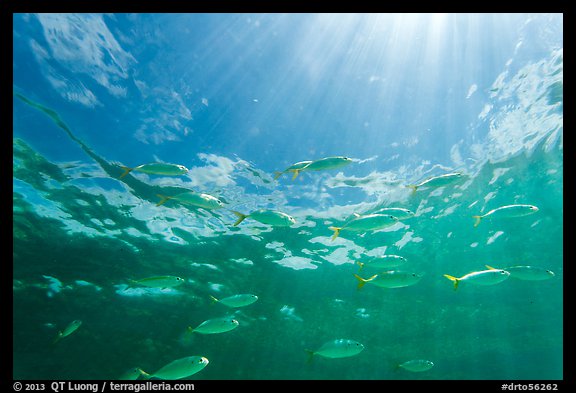 Tropical fish (Blue Runners) and sunrays, Garden Key. Dry Tortugas National Park, Florida, USA.