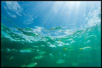 Tropical fish (Blue Runners) and sunrays, Garden Key. Dry Tortugas National Park ( color)