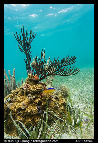 Gorgonia Coral head and Cocoa Damsel fish, Garden Key. Dry Tortugas National Park, Florida, USA.