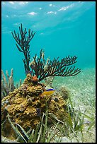 Gorgonia Coral head and Cocoa Damsel fish, Garden Key. Dry Tortugas National Park, Florida, USA.