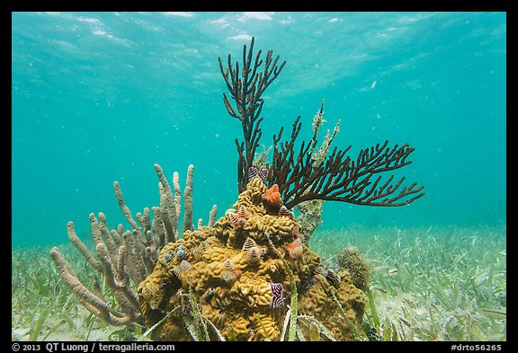 Coral and seagrass, Garden Key. Dry Tortugas National Park, Florida, USA.