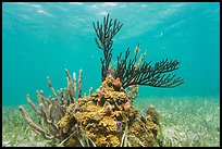 Coral and seagrass, Garden Key. Dry Tortugas National Park, Florida, USA.