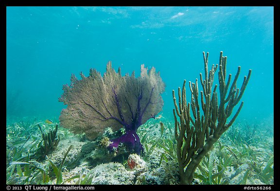 Fan coral and Sea Rod, Garden Key. Dry Tortugas National Park, Florida, USA.