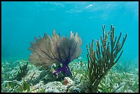 Fan coral and Sea Rod, Garden Key. Dry Tortugas National Park, Florida, USA.