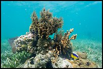 Sea Plume Corals and juvenile Cocoa Damsel, Garden Key. Dry Tortugas National Park, Florida, USA.