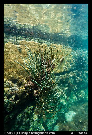 Coral outside Fort Jefferson moat. Dry Tortugas National Park, Florida, USA.