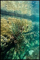 Coral outside Fort Jefferson moat. Dry Tortugas National Park ( color)