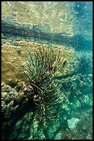 Coral outside Fort Jefferson moat. Dry Tortugas National Park, Florida, USA. (color)