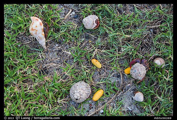 Hermit crabs and palm tree nuts. Dry Tortugas National Park, Florida, USA.