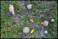 Hermit crabs and palm tree nuts. Dry Tortugas National Park, Florida, USA.