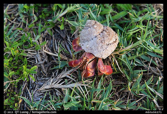 Hermit crab, Garden Key. Dry Tortugas National Park (color)