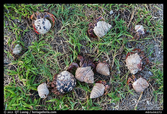 Cluster of hermit crabs on grassy area, Garden Key. Dry Tortugas National Park, Florida, USA.