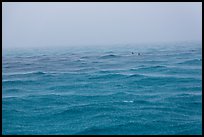 Windjammer wreck sticking out from ocean during rainstorm. Dry Tortugas National Park ( color)