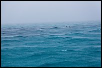 Windjammer wreck sticking out from ocean during rainstorm. Dry Tortugas National Park, Florida, USA. (color)