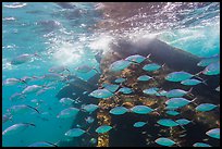 School of tropical fish and Windjammer wreck. Dry Tortugas National Park, Florida, USA.