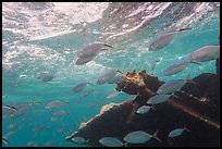 Fish around Windjammer wreck. Dry Tortugas National Park, Florida, USA.