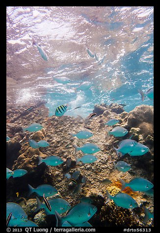 Tropical fish around Avanti wreck. Dry Tortugas National Park, Florida, USA.