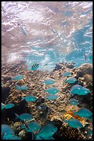 Tropical fish around Avanti wreck. Dry Tortugas National Park, Florida, USA.