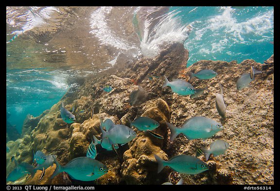 Fish, Windjammer Wreck, and surge. Dry Tortugas National Park, Florida, USA.