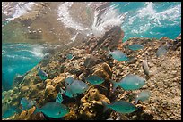 Fish, Windjammer Wreck, and surge. Dry Tortugas National Park, Florida, USA.