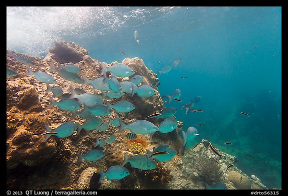 Bermuda Chub fish around Windjammer Wreck. Dry Tortugas National Park, Florida, USA.