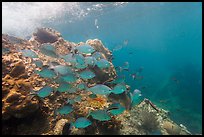 Bermuda Chub fish around Windjammer Wreck. Dry Tortugas National Park, Florida, USA.