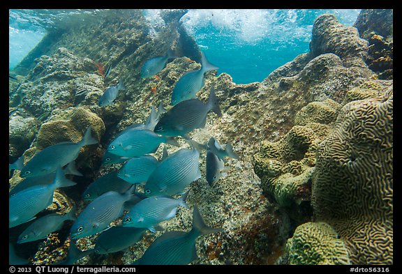 Bermuda Chubs and brain coral, Avanti wreck. Dry Tortugas National Park (color)