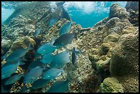 Bermuda Chubs and brain coral, Avanti wreck. Dry Tortugas National Park, Florida, USA.