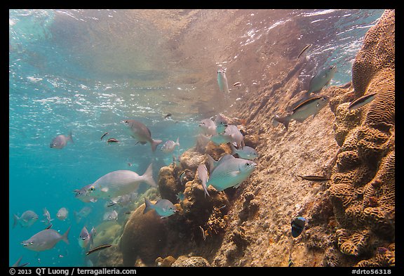 Coral and Windjammer Wreck. Dry Tortugas National Park (color)