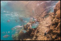 Coral and Windjammer Wreck. Dry Tortugas National Park ( color)