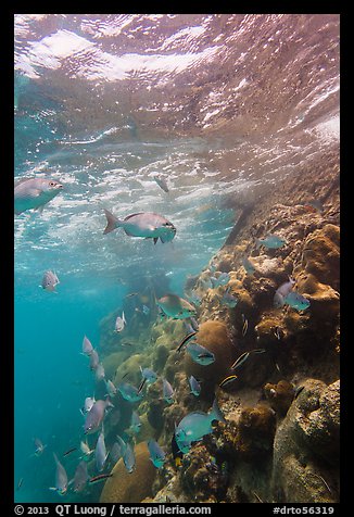 Marine wildlife around Windjammer Wreck. Dry Tortugas National Park, Florida, USA.