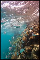 Marine wildlife around Windjammer Wreck. Dry Tortugas National Park, Florida, USA.