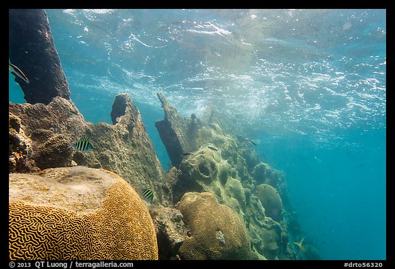 Brain coral on Avanti wreck. Dry Tortugas National Park, Florida, USA.