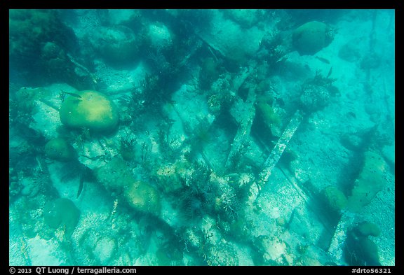 Coral and Windjammer Wreck. Dry Tortugas National Park (color)