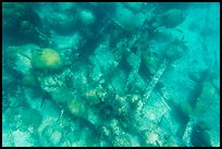 Coral and Windjammer Wreck. Dry Tortugas National Park, Florida, USA.