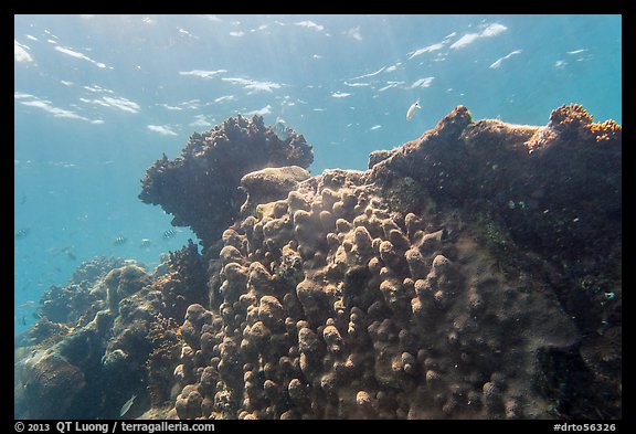 Coral-covered wreck of Windjammer. Dry Tortugas National Park (color)