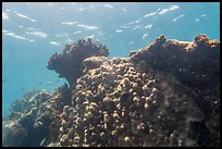 Coral-covered wreck of Windjammer. Dry Tortugas National Park, Florida, USA. (color)