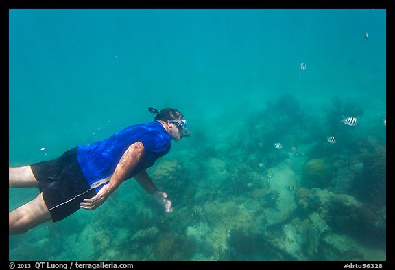 Free diver swimming amidst fish and coral. Dry Tortugas National Park, Florida, USA.