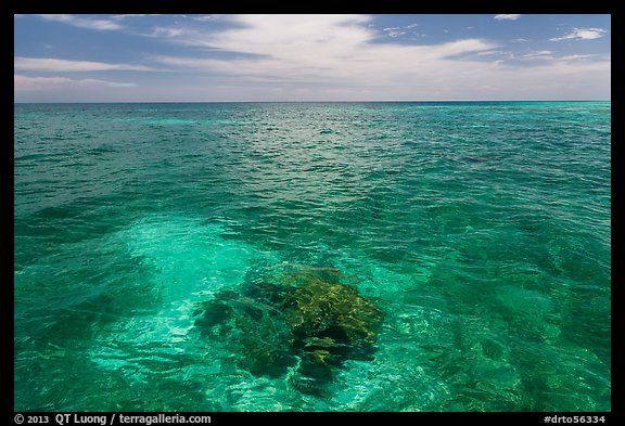 Coral head and ocean, Loggerhead Key. Dry Tortugas National Park, Florida, USA.