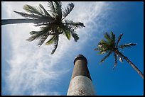 Looking up palm trees and Loggerhead Lighthouse. Dry Tortugas National Park, Florida, USA.