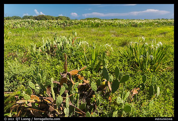 Prickly Pear cactus, Loggerhead Key. Dry Tortugas National Park, Florida, USA.