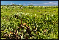 Prickly Pear cactus, Loggerhead Key. Dry Tortugas National Park ( color)